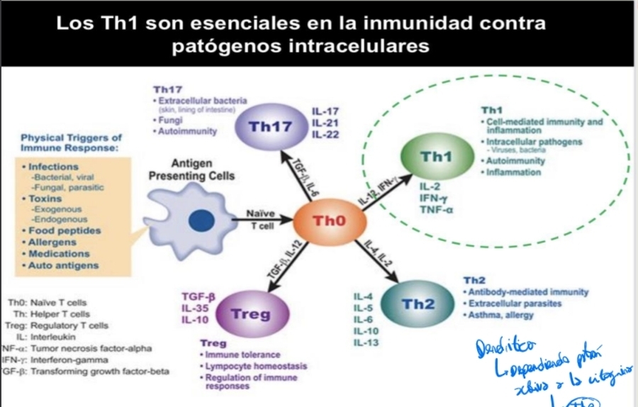 <p>Mediante citoquinas Th0 pasa a </p><ul><li><p class="has-focus">Th17</p></li><li><p class="has-focus">Th1</p></li><li><p class="has-focus">Th2 </p></li><li><p class="has-focus">Treg </p></li></ul><p class="has-focus"></p>