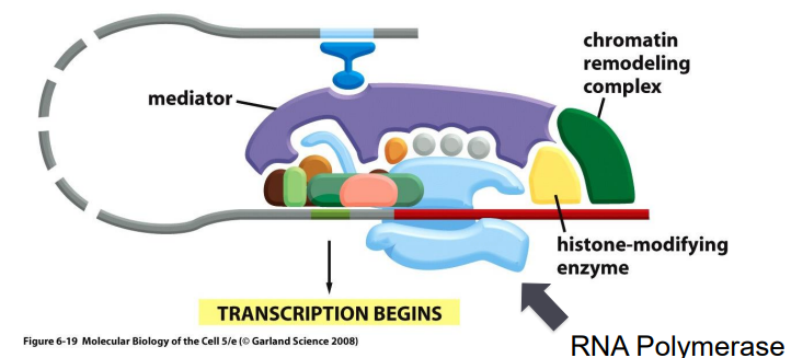 <p>acts as an intermediate between many regulatory proteins and RNA polymerase in eukaryotes</p>