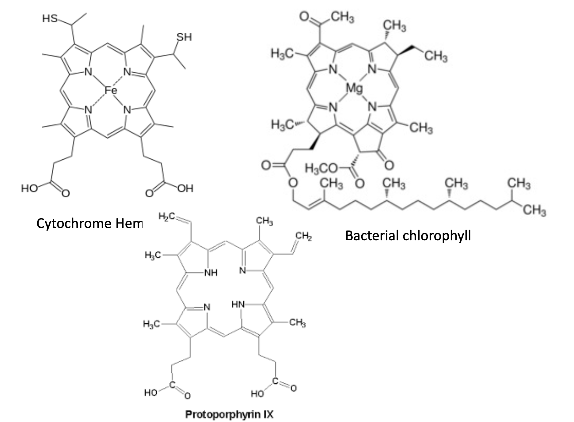 <p>protoporphyrin IX is the precursor to heme/bac. chlorophyll</p><p>heme has an iron center</p><p>bac. chlorophyll has a magnesium center and a lipid tail (anchors chlorophyll in membrane)</p>