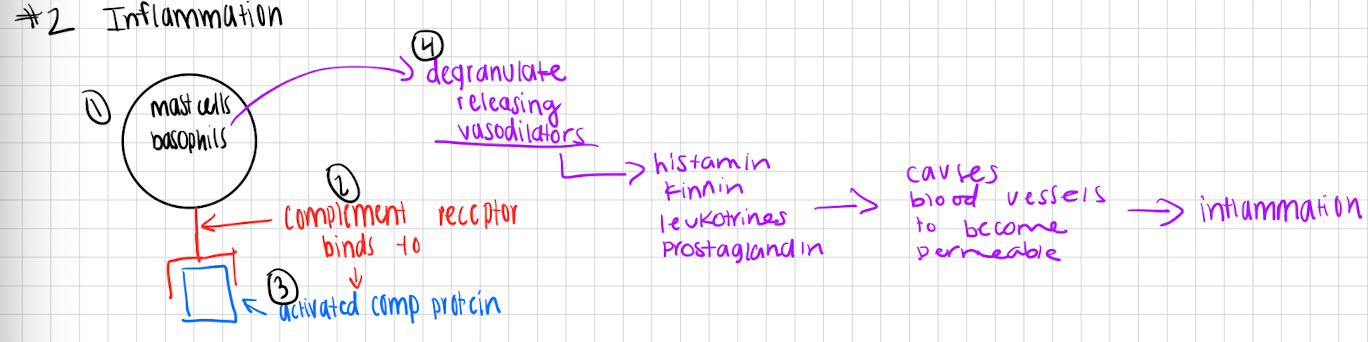 <p>Inflammation</p>