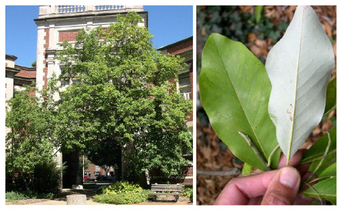 MAGNOLIACEAE (magnolia family)
-Med. native evergreen tree
-elliptic, entire
-pale abaxial color
-white very fragrant
-gray bark