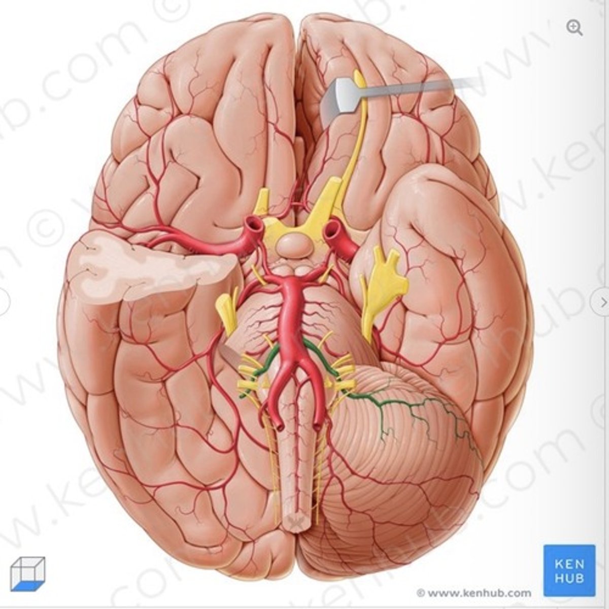knowt flashcard image