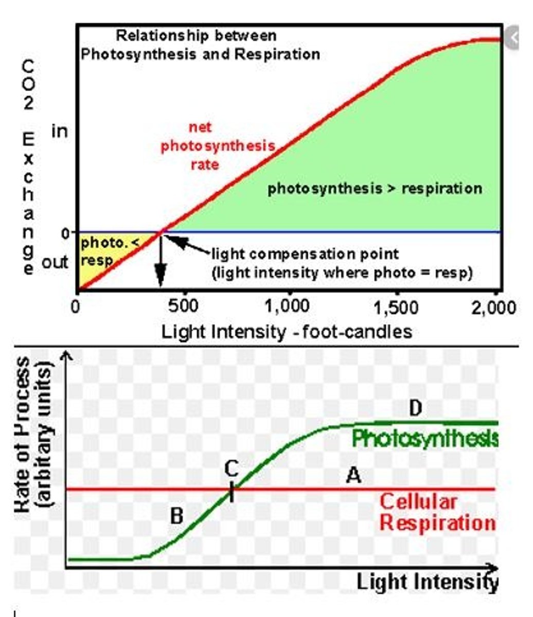 <p>Point when rate of photosynthesis is the same as rate of respiration</p>