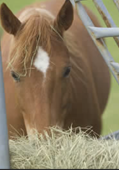 <p>-increase grazing time</p><p>-free access hay</p><p>-decrease amount of grain offered</p><p>-alfalfa (high in calcium, acts as buffer)</p><p>-lower dose of omeprazole</p>