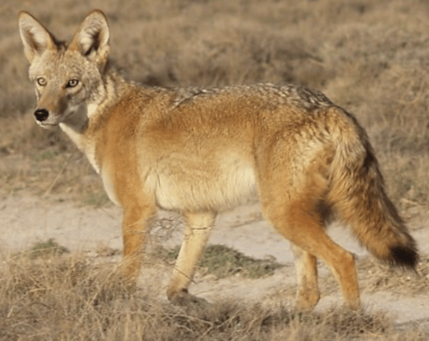 <p>Name, habitat, range</p>