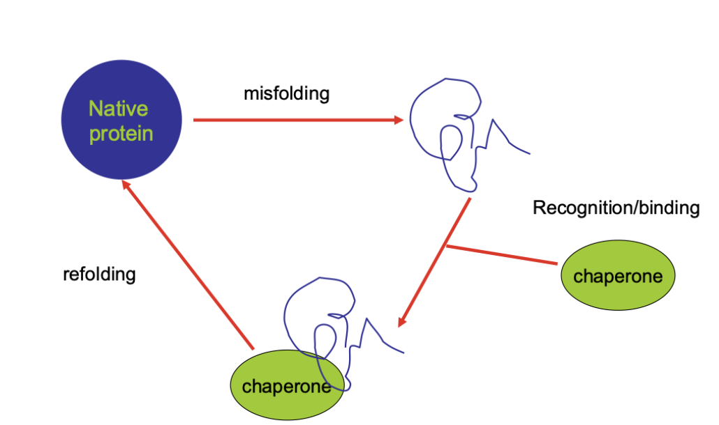 <p><span style="background-color: inherit; line-height: 19.55px; color: windowtext;"><span>Chaperones are key to repairing misfolding or removing the protein if acnāt be repaired</span></span><span style="line-height: 19.55px; color: windowtext;"><span> </span></span></p>