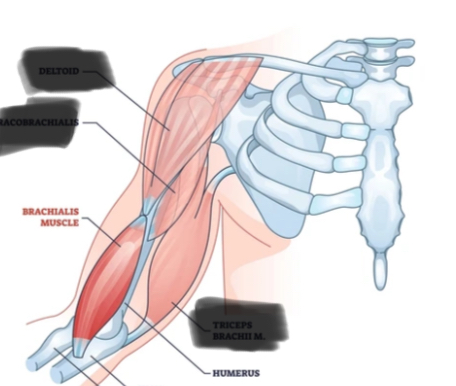 <p>Brachialis.</p>
