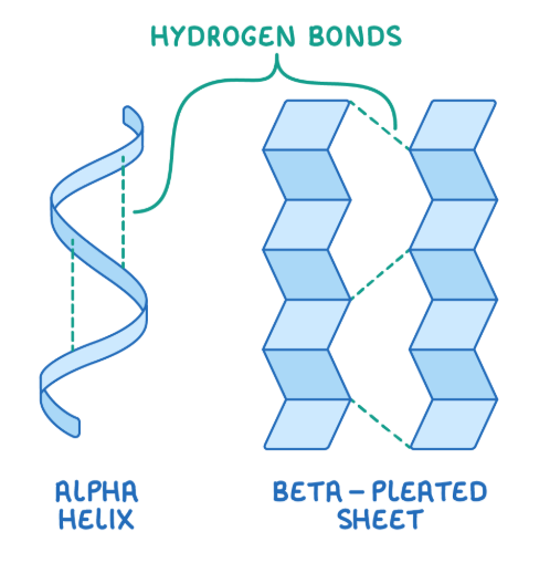 <p>Secondary structure is when hydrogen bonds between the amino acids at different points on the chain cause the polypeptide chain to fold into either an alpha-helix, or a beta-pleated sheet.</p>