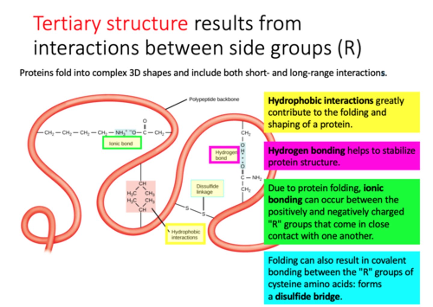 <p>-results from interactions between side groups (R)<br>-3D shape of polypeptide, usually made of several secondary structure elements. <br>-The tertiary structure is determined by the spatial distribution of the hydrophilic and hydrophobic R groups along the molecule as well as by the chemical bonds and interactions that form between the R groups.</p>