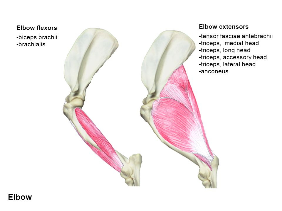 <ol><li><p>m. triceps brachii (responsible for elbow extension) </p></li><li><p>m. biceps brachii &amp; m. brachialis (responsible for flexion)</p></li></ol><p></p>