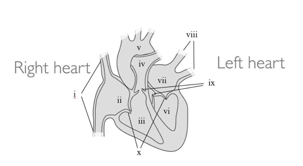 <p><span>Using the above image of the heart's anatomy, correctly match the name to the anatomical structure's Roman numeral.</span></p>