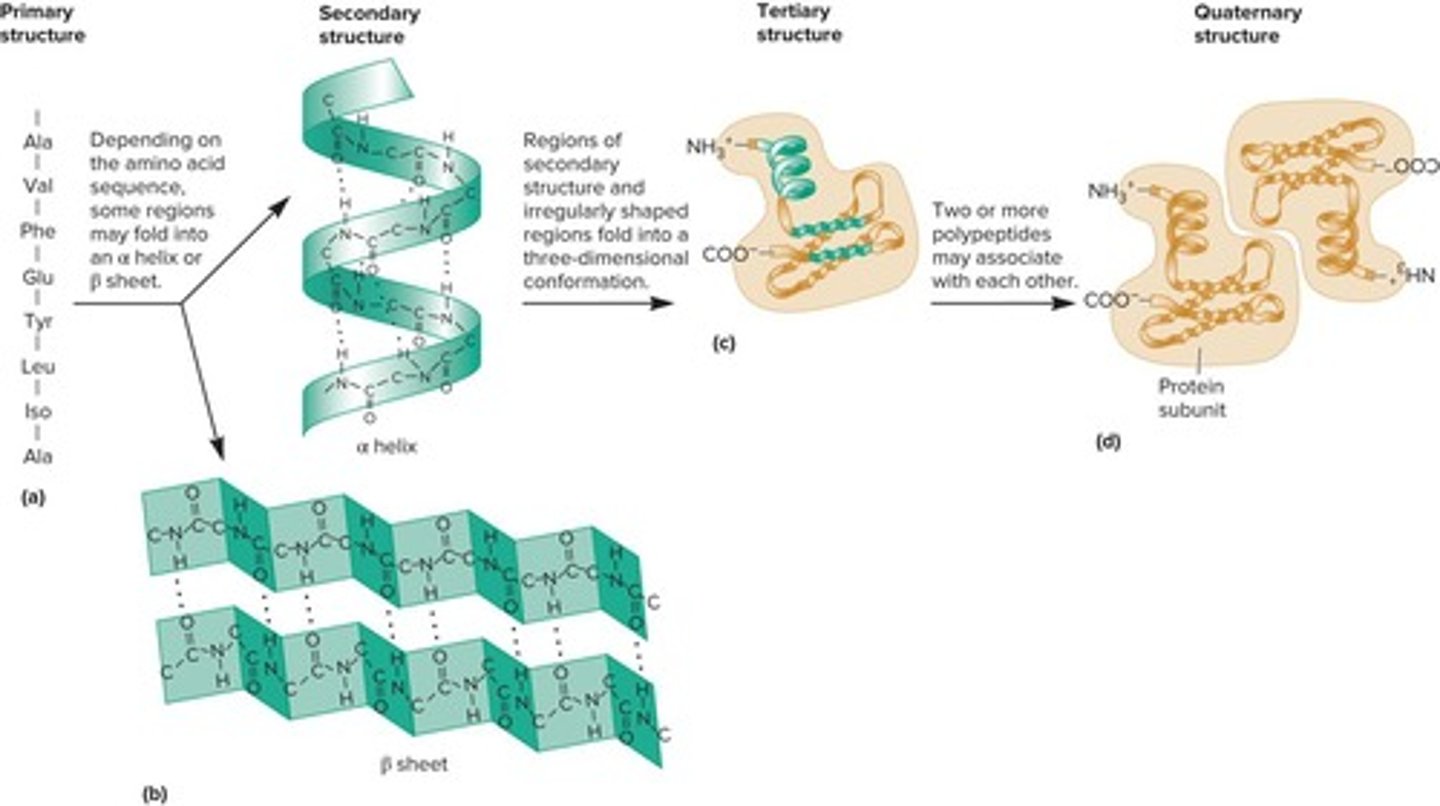 <p>Primary, Secondary, Tertiary, Quaternary.</p>
