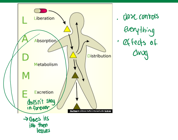 <p>pharmacokinetics. <strong>L</strong>iberation, <strong>A</strong>bsorption, <strong>D</strong>istribution, <strong>M</strong>etabolism,<strong> </strong>and <strong>E</strong>xcretion</p>