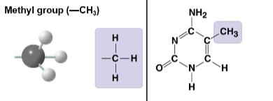 <p>CH3 substituent; common side group in organic molecules.</p>