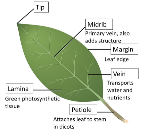 <p>Dicot leaf parts</p>