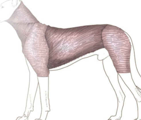 <p>thin, very large superficial sheet of muscle that spans the trunk, particularly well-developed ventrally in many large animals, “twitches” or shakes the skin in response to flies and other irritants</p>