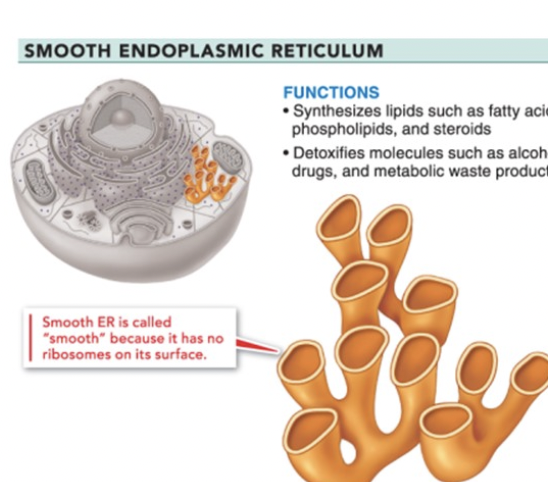 <p>smooth endoplasmic reticulum</p>