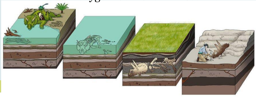 <p><u>Fossils are formed</u> when the <strong>remains of buried organisms are gradually replaced by mineral deposit</strong>s.</p><p>As <em>sediments accumulate over time</em>, the <u>body</u> becomes <u>compressed</u>, and <u>gradually</u> <strong>chemical changes occur that result in the body becoming mineralized</strong></p><p>Necessary conditions for fossils to form are rare. Only organisms that <u><strong>die in low-oxygen locations will fossilize.</strong></u></p>