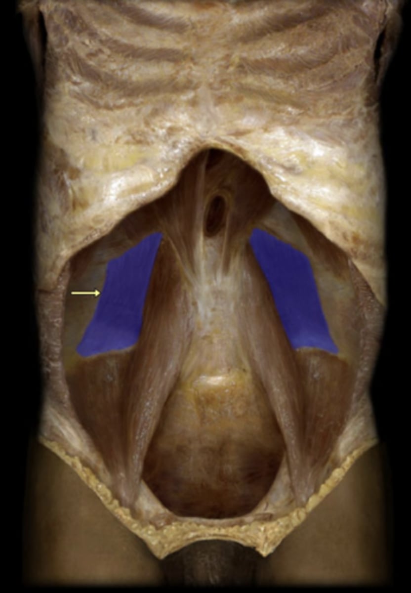 <p>action of quadratus lumborum</p>