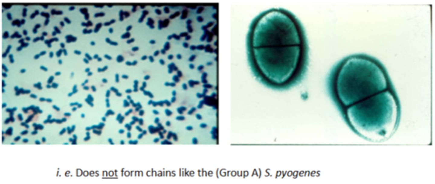 <p>gram-positive diplococci</p>