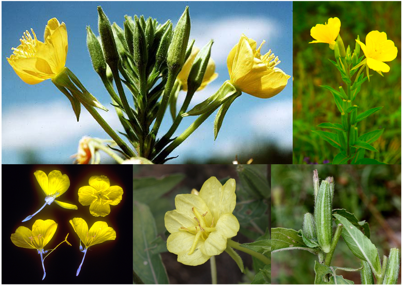 <p>(capsule, berry, long hypanthium, tall herb)</p>