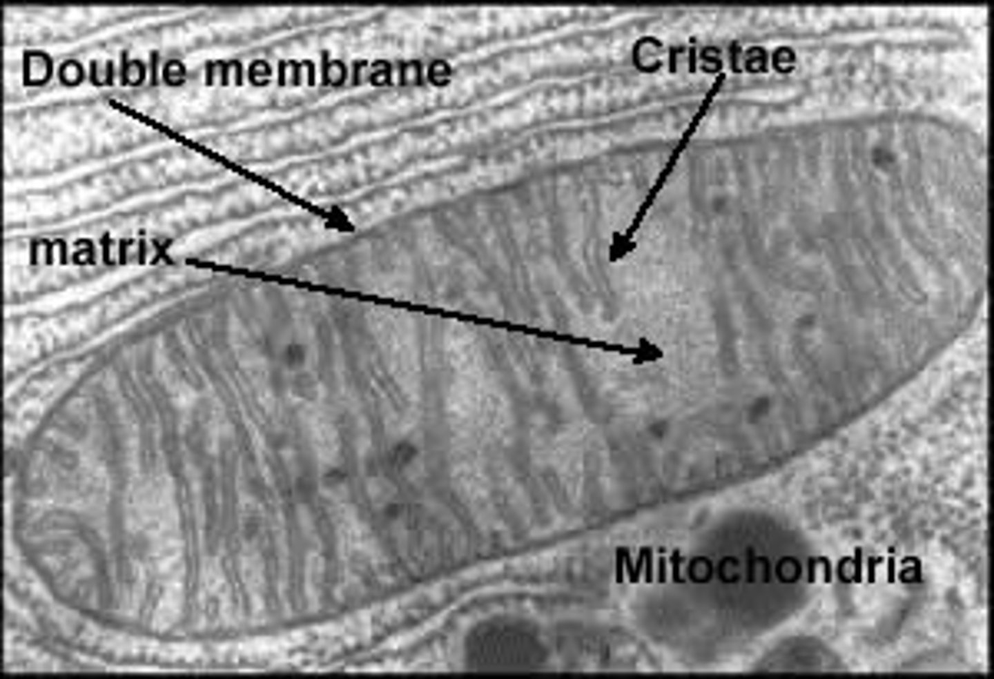 <p>- site of ATP production<br>- powerhouse of the cell</p>