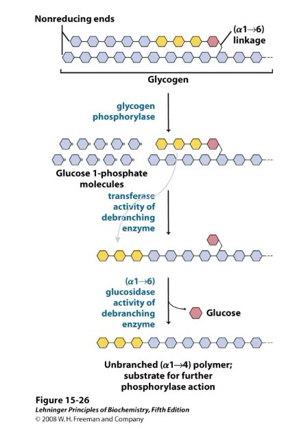 <p>Once glycogen has been reduced to 4 glucose on one branch, it will act as a transferase and transfer 3 of the 4 glucose onto the linear chain onto another linear chain on the non-reducing end and act as a glucosidase to release the remaining (α1→6) glucose (not G1P).</p>