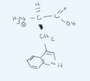 <p>what amino acid is this?</p>