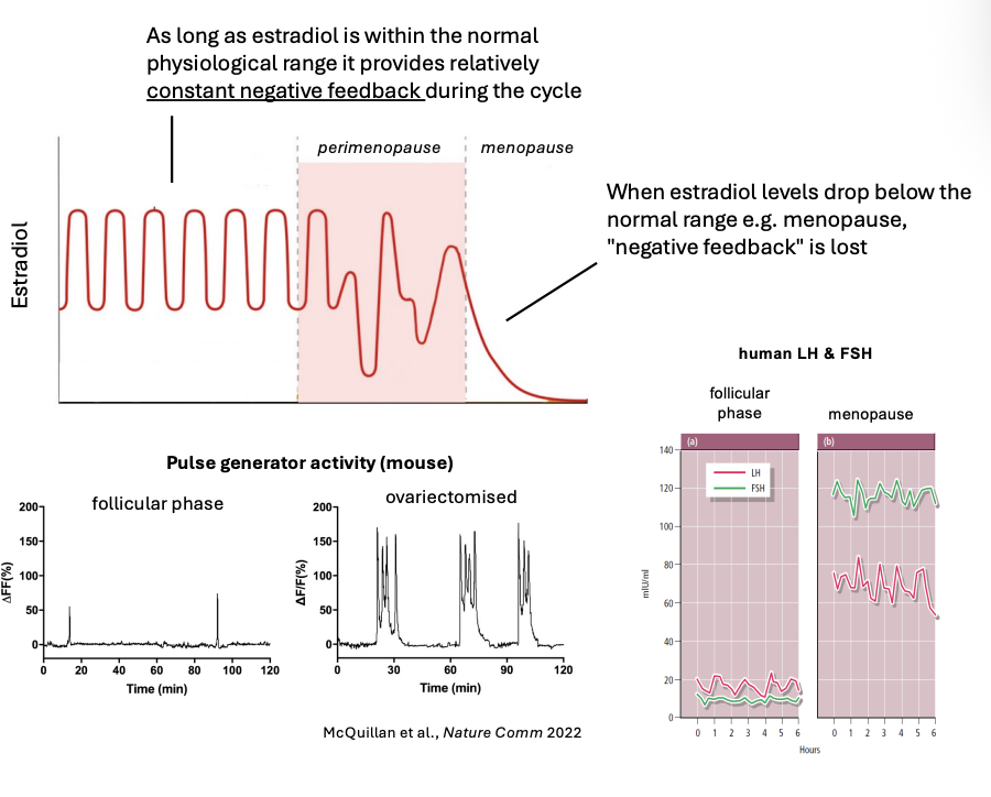 <ul><li><p>Estradiol levels drop before normal</p></li><li><p>negative feedback is lost</p></li></ul><p><em>see graphs were the hormone regulation is no longer constant, disordered activity</em></p><ul><li><p>get high levels of LH and FSH because no longer getting negative feedback from estradiol or progesterone</p></li><li><p>pulse is 1 every 3 hours</p></li></ul><p></p>