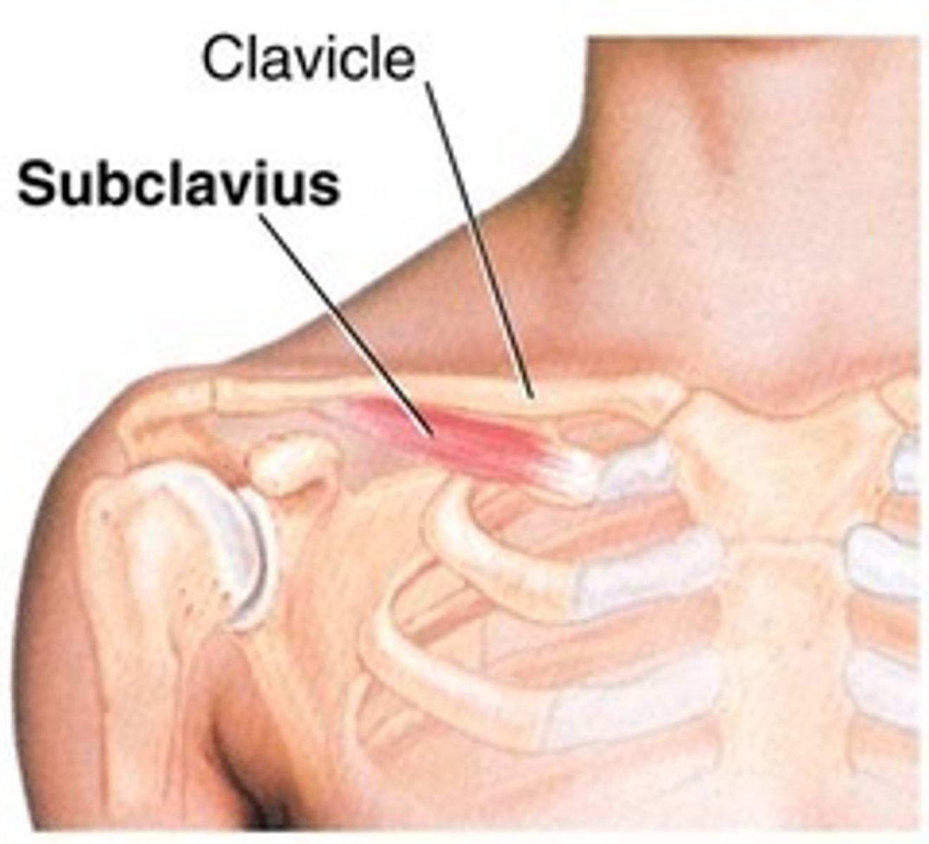 <p>- originate 1st rib</p><p>- insert clavicle</p><p>- protraction &amp; depress shoulder</p>