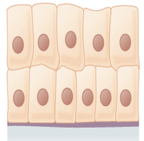 <p>The male urethra and the ducts of some glands</p>