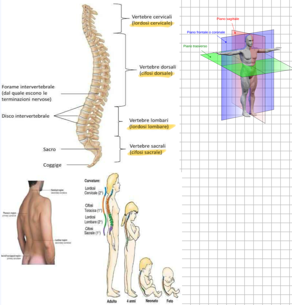 <p>Sul piano sagittale la colonna non è rettilinea → presenta curve fisiologiche → importante per distribuire meglio i carichi e mantenere l’equilibrio in posizione eretta.</p><p>Curve:</p><ul><li><p>A livello Cervicale → Convessità Anteriore → Lordosi Cervicale</p></li><li><p>A livello Toracico → Concavità Anteriore → Cifosi Toracica</p></li><li><p>A livello Lombale → Convessità Anteriore → Lordosi Lombale</p></li><li><p>A livello Sacro-coccigeo → Concavità Anteriore → Cifosi Sacrale</p></li></ul><p>Sviluppo delle curve:</p><ul><li><p>Durante la vita intrauterina, la colonna è un’unica concavità anteriore, tutta cifotica (posizione fetale)</p></li><li><p>Dopo la nascita, il bambino inizia ad usare muscoli per alzare la testa → questo va a formare una Lordosi Cervicale</p></li><li><p>Successivamente, quando il bambino si mette in piedi e cammina si sviluppa una Lordosi Lombale</p></li><li><p>Quindi si può dire che le curve toraciche e sacrali sono curve primarie già presenti in vita intrauterina, mentre quelle cervicali e lombali compaiono dopo la nascita e sono dette secondarie.</p></li></ul><p>Clinica:</p><ul><li><p>Quando una curvatura supera l’angolo fisiologico, si parla di iperlordosi o ipercifosi.</p></li></ul><p></p>