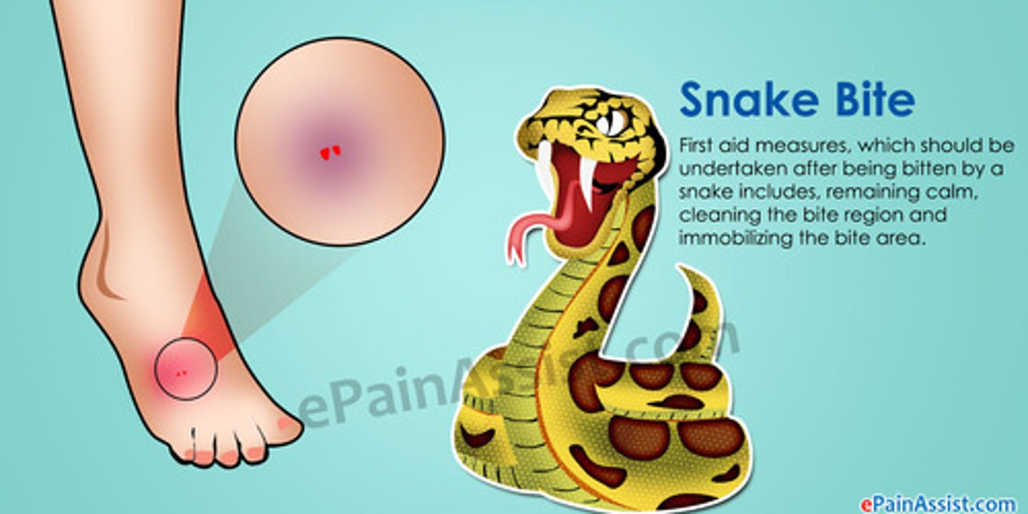 <p>- fang bite marks</p><p>- pain</p><p>- burning</p><p>- swelling</p><p>- tingling</p><p>- numbness</p>