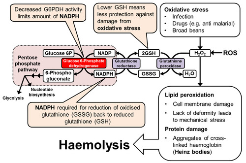 <ol><li><p>Role of G6DPH G6PDH is found in the phosphate pentose pathway. Its an enzyme thats used to produce NADPH from NADP and 5c pentose phosphates.</p></li><li><p>What can cause oxidative stress Infection, drugs and broad beans</p></li><li><p>Effect on RBC RBC can be very heavily affected by G6PDH deficency as its only source of NADPH is the pentose ohosphate pathway so of their G6PDH enzyme is ineffective theres no way to return glutathione to its reduced state. As well as this RBC are used to carry oxygen so theyre more easily affected by ROS.</p></li><li><p>Effect of G6PDH deficiency This deficiency can cause lipid peroxidation (cell membrane damage) and protein damage. The protein damage results in aggregates of cross linked haemoglobin known as heinz bodies. This results in haemolysis</p></li></ol>