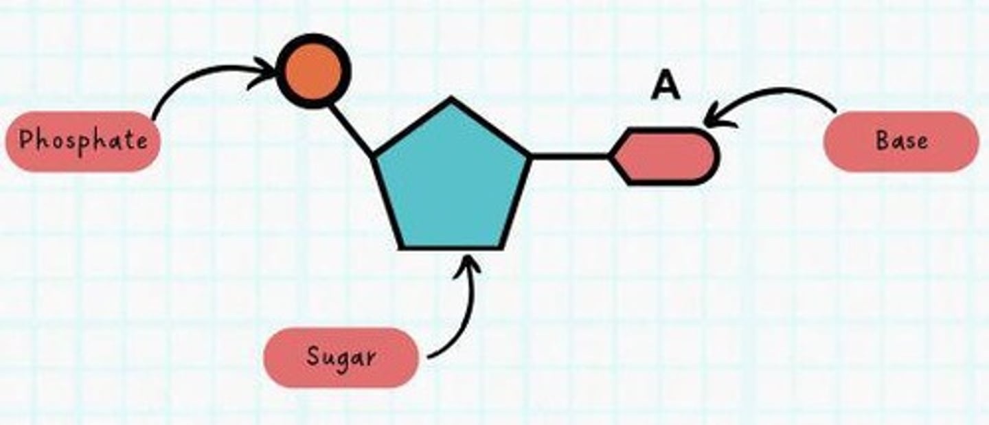 <p>It adds nucleotides to the existing strand and proofreads for mistakes during DNA replication.</p>