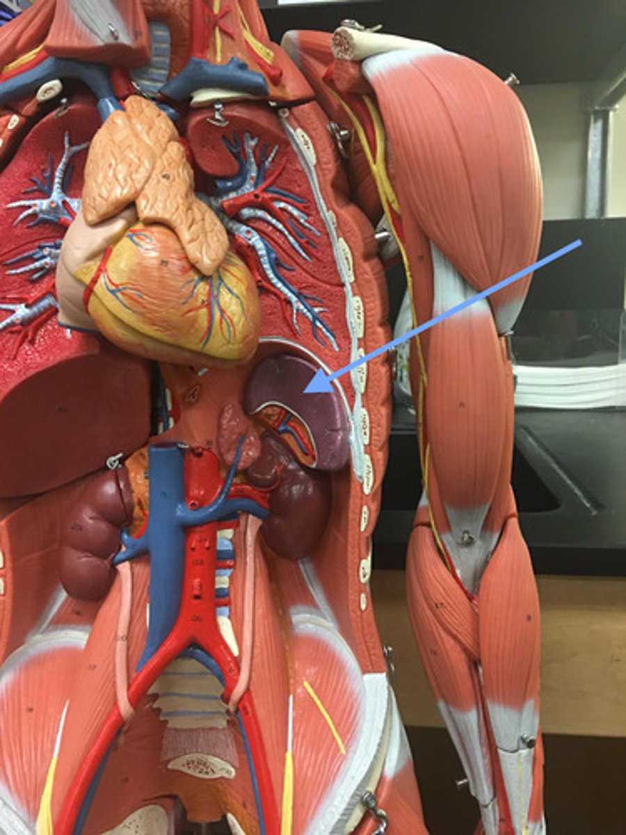 <p>Abdominal cavity</p>