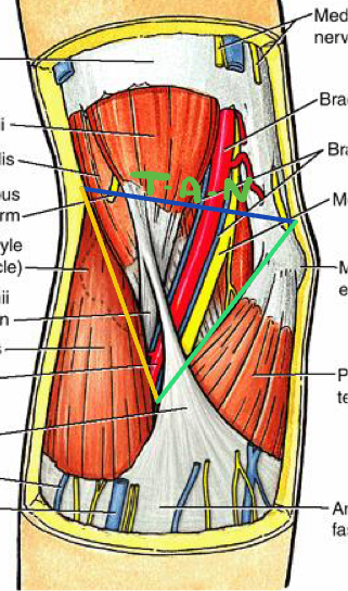 <p>What are the boundaries and contents of the cubital Fossa? </p>