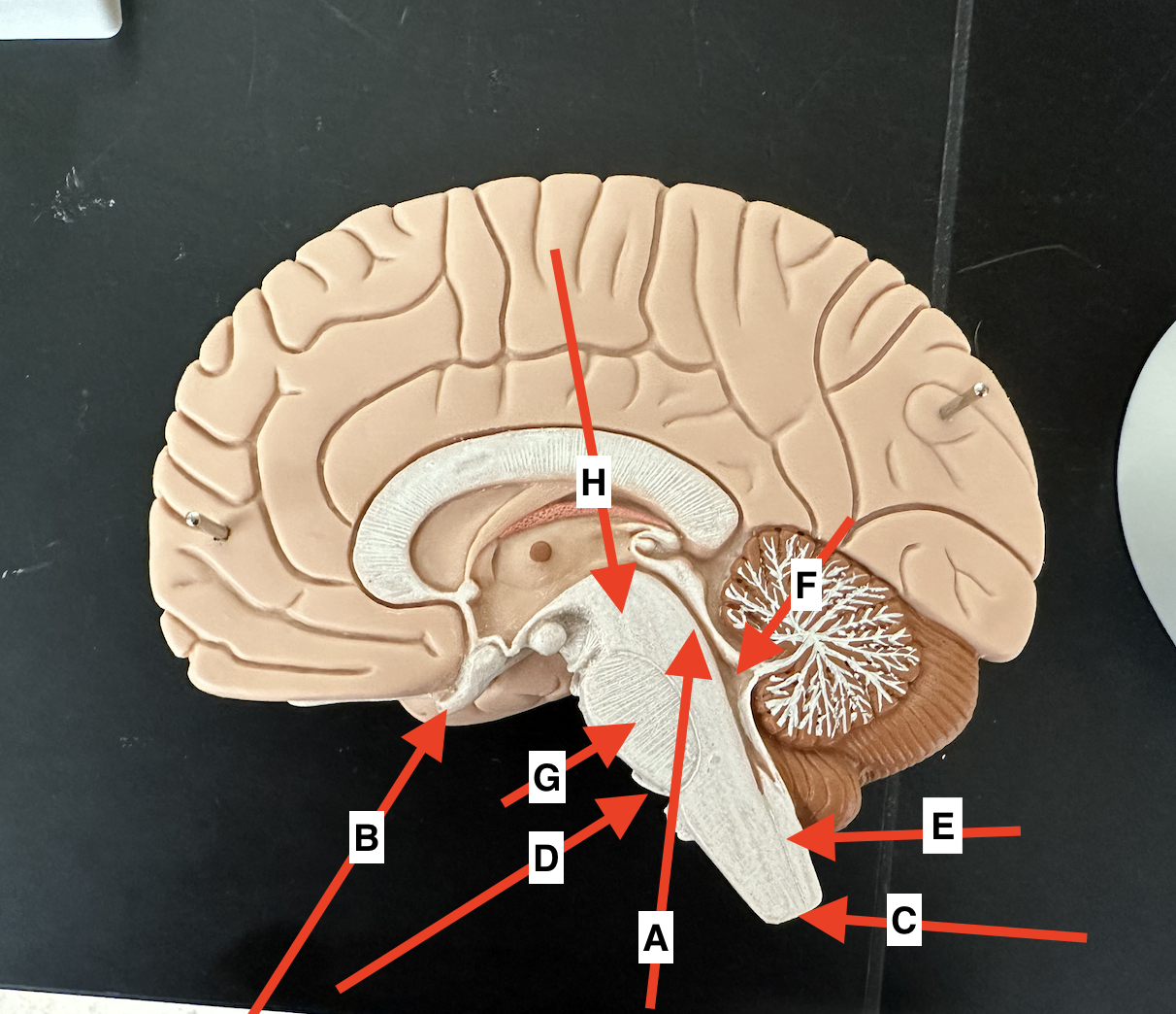 <p>Name point E.</p>