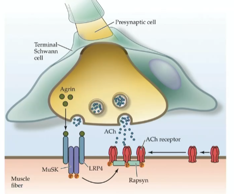 <p>agrin binds to complex receptor on muscle cell (comprised of protein LPR4 and MuSK)</p><ul><li><p>once bound, agrin activates complex—&gt;internal domain of MuSK phosphorylates itself—&gt;further clustering and activation of cytoplasmic protein rapsyn </p></li><li><p>rapsyn binds intracellular domain of several ACHRs and anchors them to microtubule of muscle cell </p></li></ul><p></p>