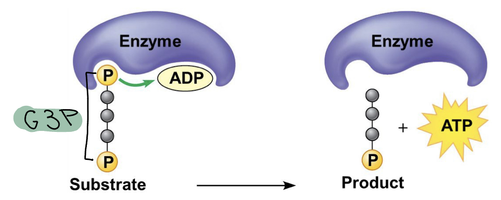 <ul><li><p>ATP is formed in which a phosphate is transferred from an organic molecule to ADP</p></li><li><p>In other words occurs when phosphate is removed from G3P and given ADP to for ATP</p></li></ul>