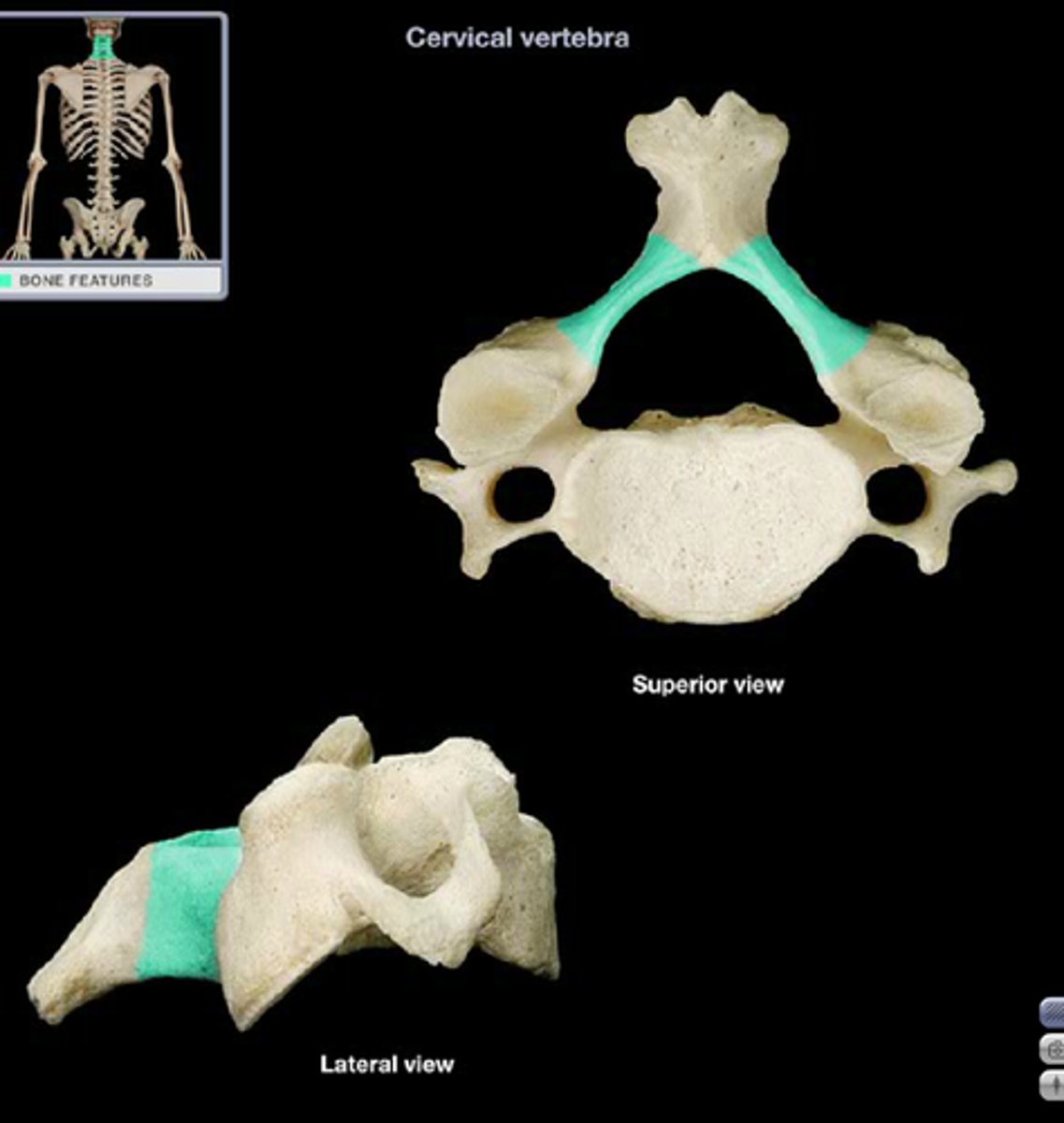 <p>posterior arch of vertebral bone lying between spinous process</p>