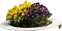 <p>An area of soil in which flowers are cultivated.</p><p></p>
