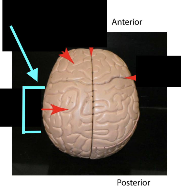 <p>Lobe and function</p>