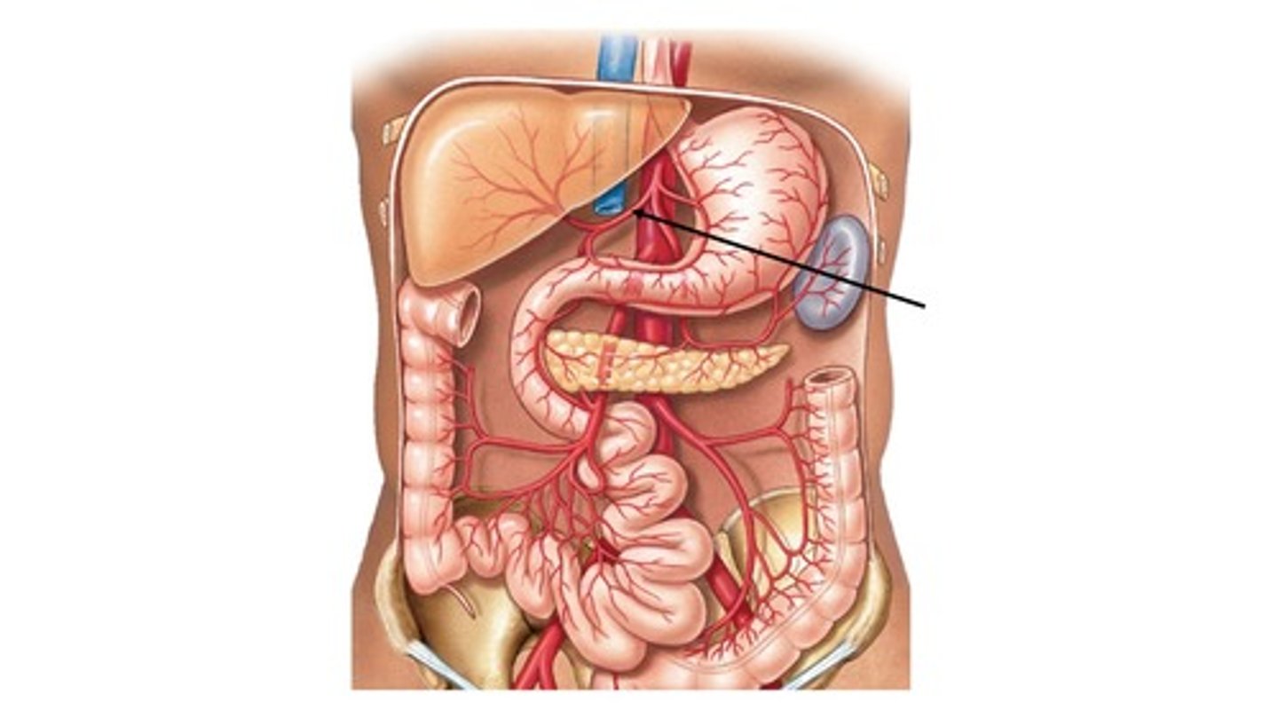 <p>Name the blood vessel.</p>