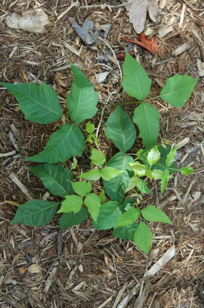 <ul><li><p>woody vine that climbs via hairs</p></li><li><p>5-merous with drupe in raceme</p></li><li><p>acute point with asymmetrical large teeth</p></li><li><p>highly toxic</p></li></ul><p>Species</p>