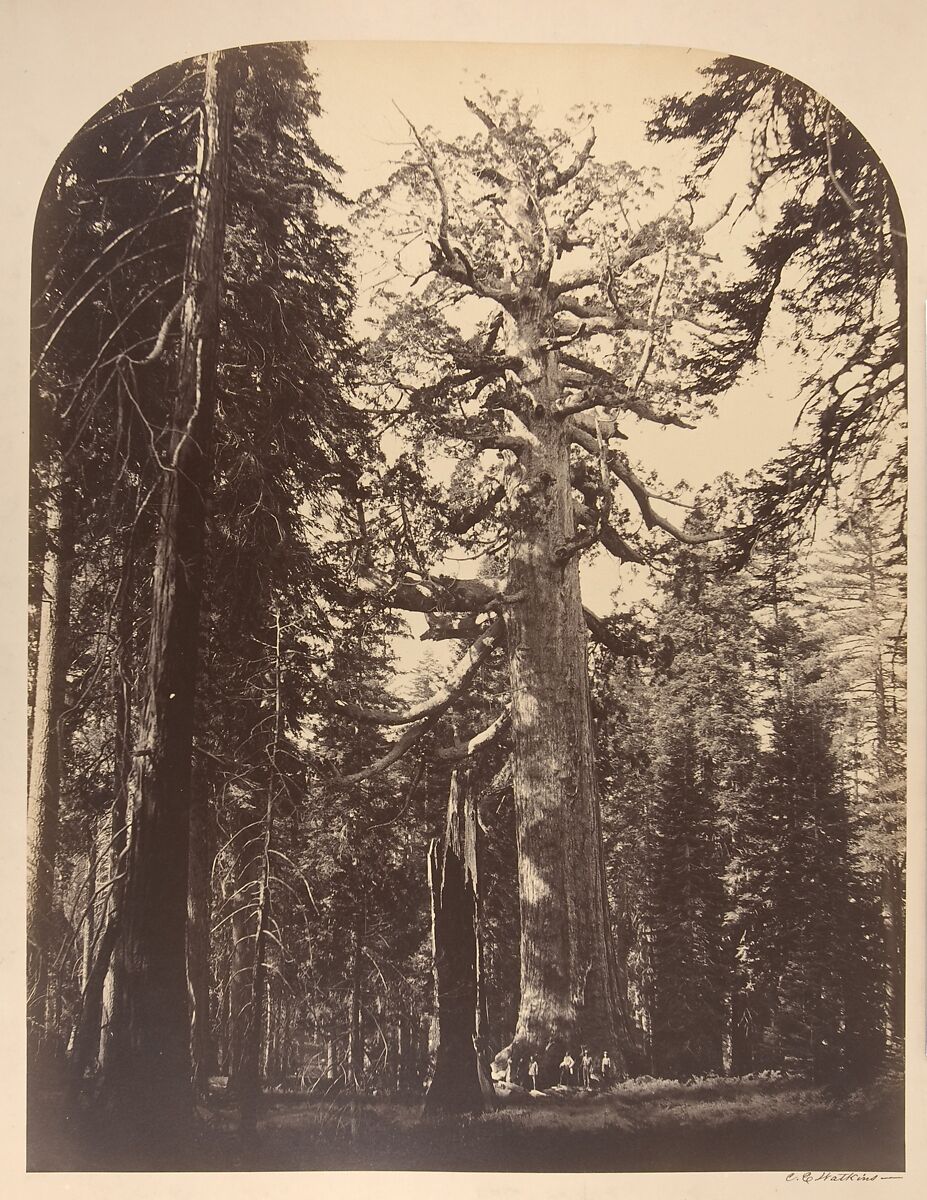 <p>Carleton E. Watkins — <em>The Grizzly Giant, Mariposa Grove</em> (1861)</p>