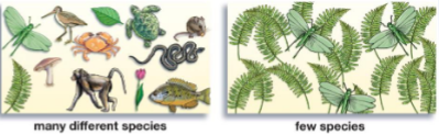 <p>species biodiversity</p>