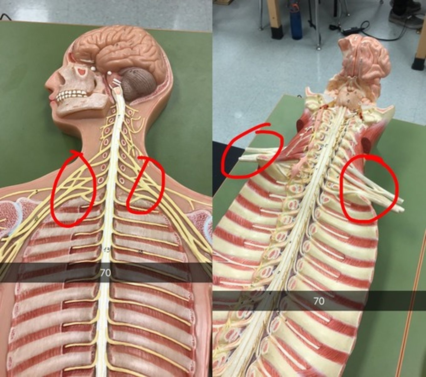 <p>arm and thoracic [is this image correct??]</p>