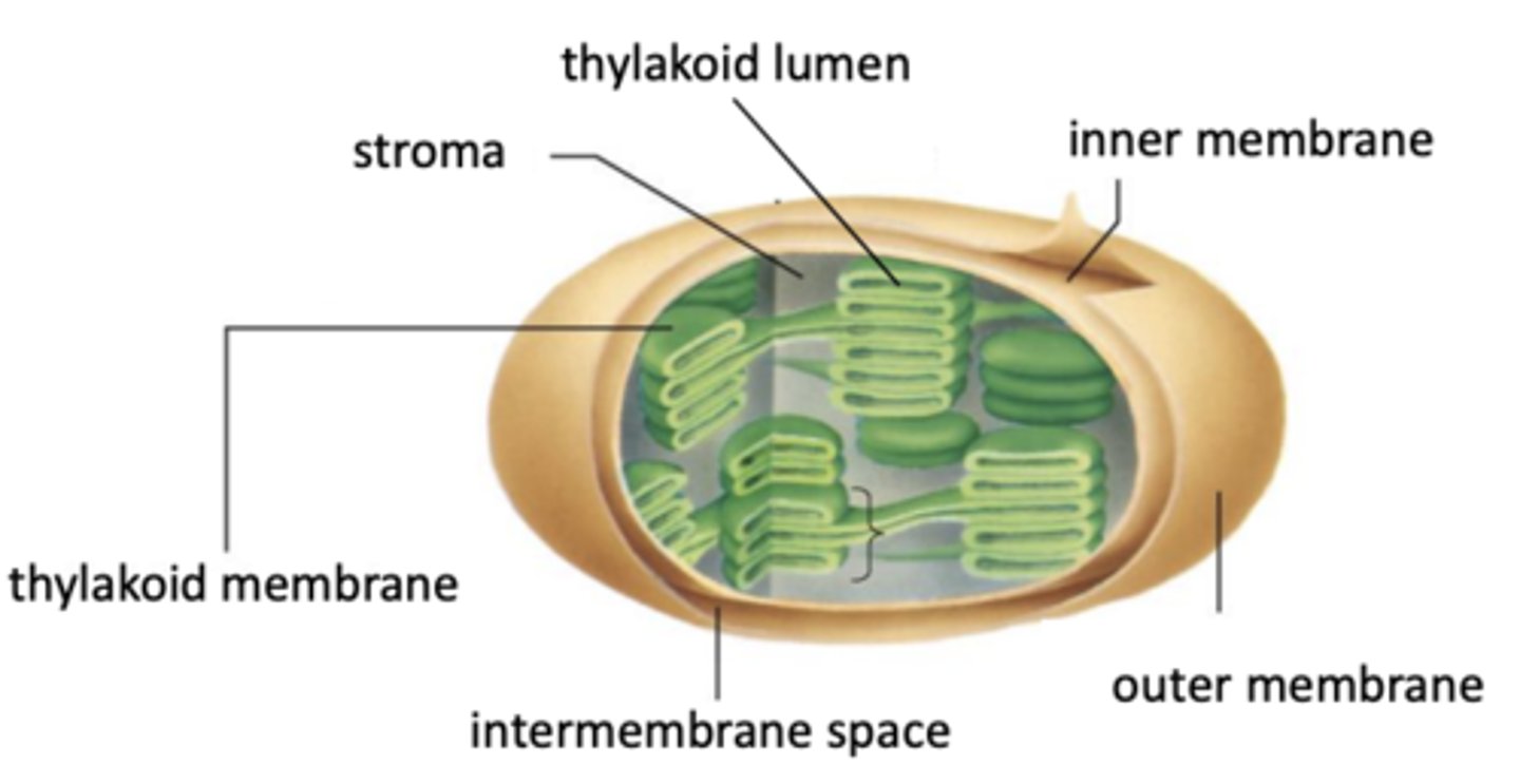 <p>Has double membrane</p>