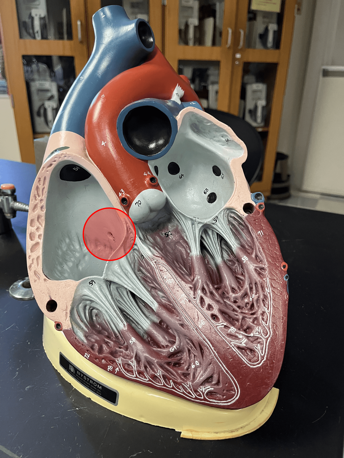 • A slight oval depression where the foramen ovale of the fetus was.

• Located in the interior wall of the right atrium.